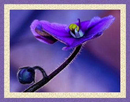  rappeler le sacrifice historique de Hussein Ibn Abu Talib 