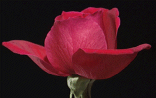 L'amour du Proph�te (saw)  permet de mesurer la foi !