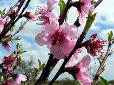 Les Cires - Les Cr�mes - Les Rasoirs - La D�coloration 