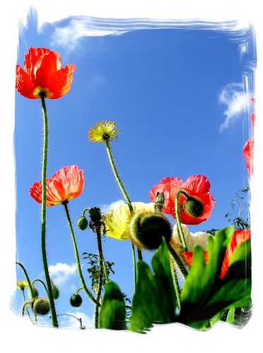 La Djihad  Akbar : ou combat contre l��me 