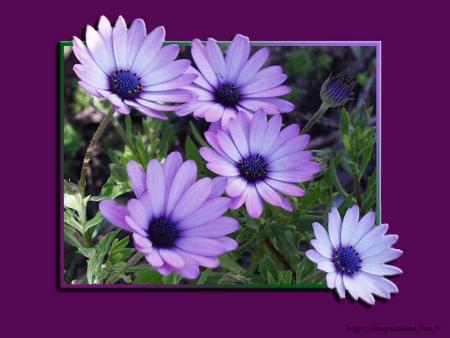 YA MOURIDA ASSINI SALIM - � ASPIRANT AU SECRET, ABANDONNE-TOI