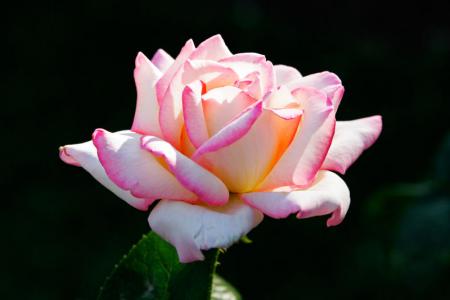 Sheikh Al-Hab�b `Umar Ibn Haf�dh 